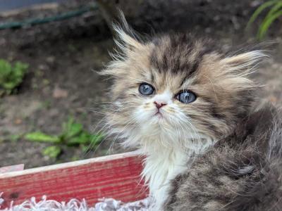 Jasper - Persian - Gallery Photo #1