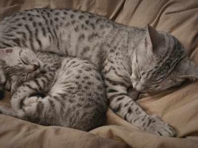 Zeus Non Neutered - Egyptian Mau - Gallery Photo #1