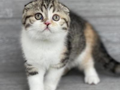 Elias Cattery Kyra - Scottish Fold - Gallery Photo #1