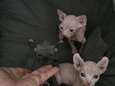 Ela's Litter - Sphynx - Gallery Photo #1