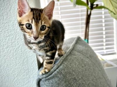 Marbled Boy - Bengal - Gallery Photo #1