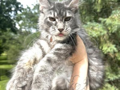 Blue Tabby Baby Girl - Maine Coon - Gallery Photo #1