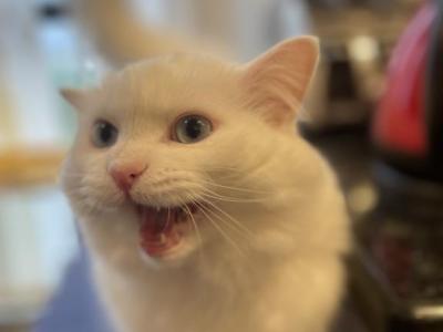 Kleopatra - Turkish Angora - Gallery Photo #1