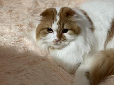 Mick - Scottish Fold - Gallery Photo #1