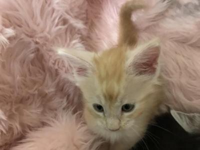 Magnolia Itty Purr - Maine Coon - Gallery Photo #1