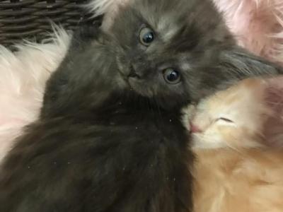 Reserved Magnolia Indigo Black Silver Smok - Maine Coon - Gallery Photo #1