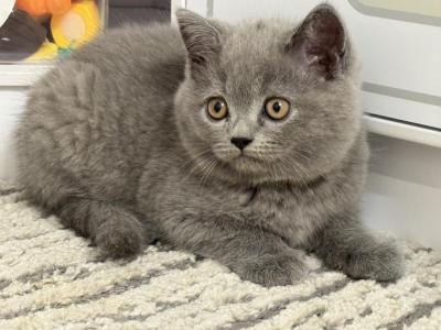 Rock - British Shorthair - Gallery Photo #1