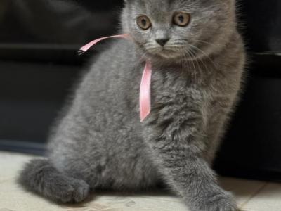 Milky - British Shorthair - Gallery Photo #1