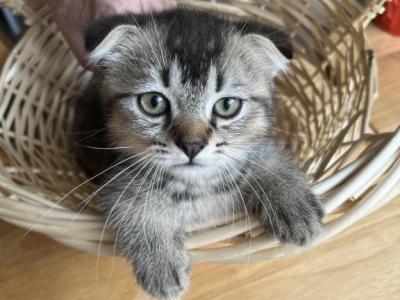 Scottish Fold Purebred Boy - Scottish Fold - Gallery Photo #1