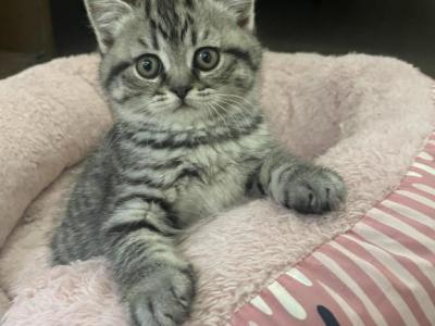 Chunky Kittens - Scottish Fold - Gallery Photo #1