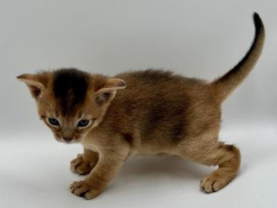 Dominic - Abyssinian - Gallery Photo #1