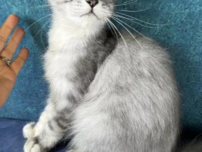 Pure High Silver Boy From Blue Chinchilla Line - Maine Coon - Gallery Photo #1