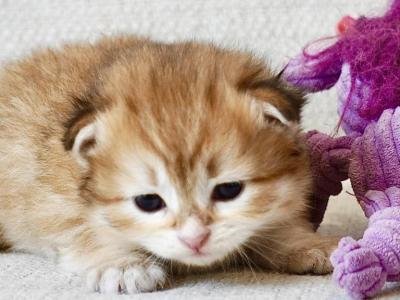 HYPOALLERGENIC BLACK GOLDEN SHADED LITTER - Siberian - Gallery Photo #1