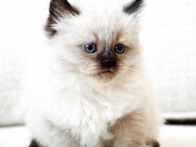 Hypoallergenic Siberian Kittens - Siberian - Gallery Photo #1