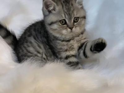 Fluffy Kitties - Scottish Fold - Gallery Photo #1