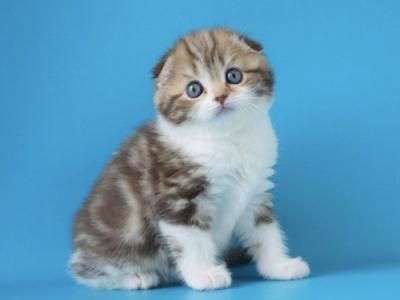 Svitozara Scottish - Scottish Fold - Gallery Photo #1