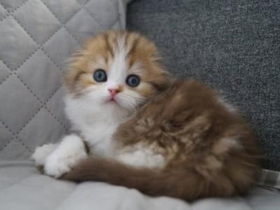 Stephanie Scottish - Scottish Fold - Gallery Photo #1