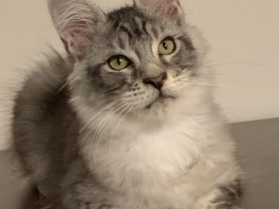 Silver Marble - Maine Coon - Gallery Photo #1