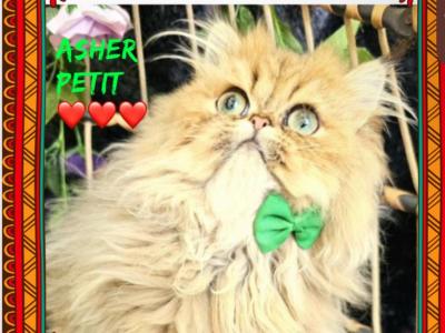 Gorgeous Golden Persian W Breeding Rights - Persian - Gallery Photo #1