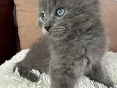 Doll Faced Blue Persian - Persian - Gallery Photo #1