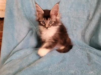 Litter J - Maine Coon - Gallery Photo #1