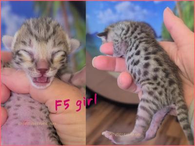 F5 Savannah Kittens - Savannah - Gallery Photo #1