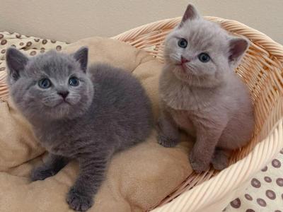 British Shorthair Exotic Blue - British Shorthair - Gallery Photo #1