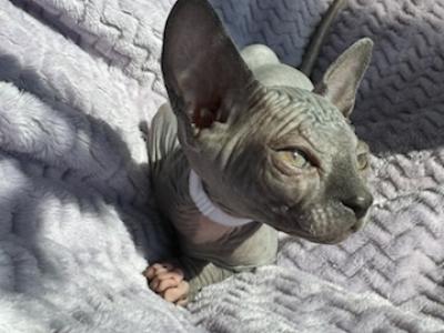 WHITE COLLAR - Sphynx - Gallery Photo #1