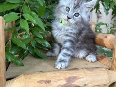 Geillis - Maine Coon - Gallery Photo #1