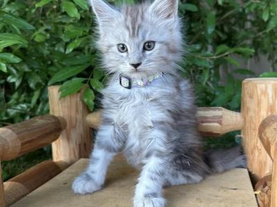 Falyn - Maine Coon - Gallery Photo #1