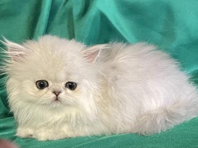 Little Snowflakes - Persian - Gallery Photo #1