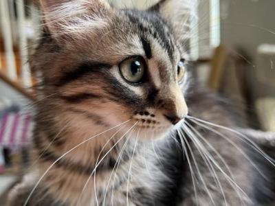 Full Maine Coon - Maine Coon - Gallery Photo #1