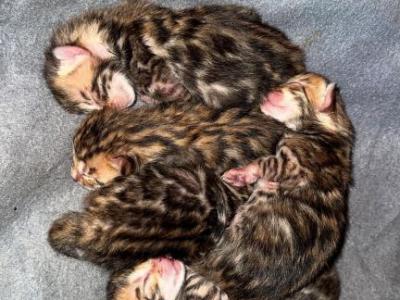 June Litter - Bengal - Gallery Photo #1