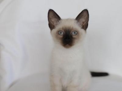 Pure Bread Siamese Kittens - Siamese - Gallery Photo #1