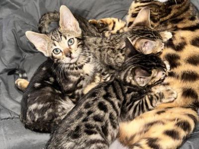 Brown And Light Bengal Kittens Marble And Spotted - Bengal - Gallery Photo #1