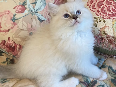 Hyperion Ragdolls Bi Color Litter - Ragdoll - Gallery Photo #1