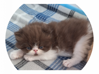 Persian And Exotic Shorthair - Persian - Gallery Photo #1