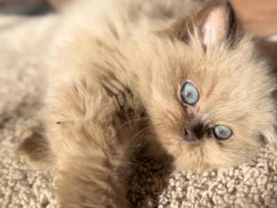 Humphrey - Ragdoll - Gallery Photo #1