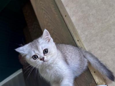 Unknown - British Shorthair - Gallery Photo #1