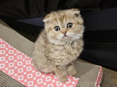 Kittens - Scottish Fold - Gallery Photo #1