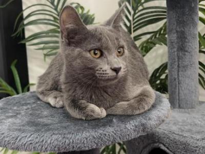 Luna - Russian Blue - Gallery Photo #1