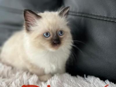 New Litter - Ragdoll - Gallery Photo #1