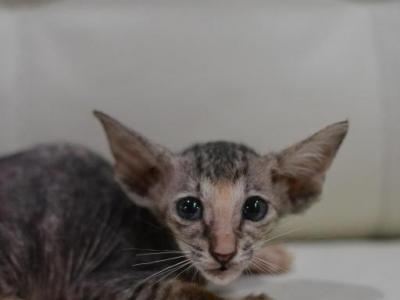 Noodle - Peterbald - Gallery Photo #1