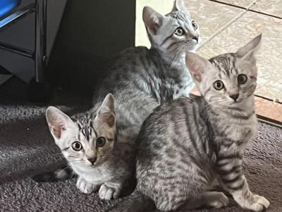 Bengal Manx Babies - Bengal - Gallery Photo #1