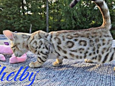 Shelby Has New Price - Bengal - Gallery Photo #1