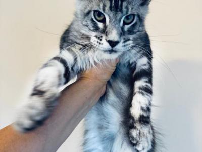 Gorgeous Maine Coon Of Giant And Very Fluffy Line - Maine Coon - Gallery Photo #1
