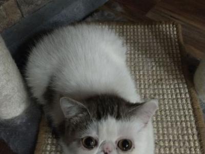 Exotic Shorthair Tabby And White Male Kitten - Exotic - Gallery Photo #1