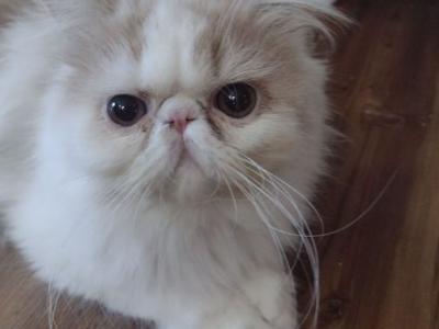 Cream And White Lh Boy - Persian - Gallery Photo #1