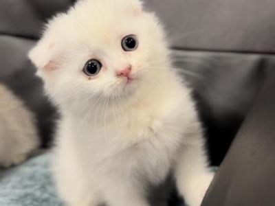 Fluffy - Scottish Fold - Gallery Photo #1