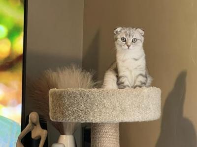 Scottish Fold Male - Scottish Fold - Gallery Photo #1